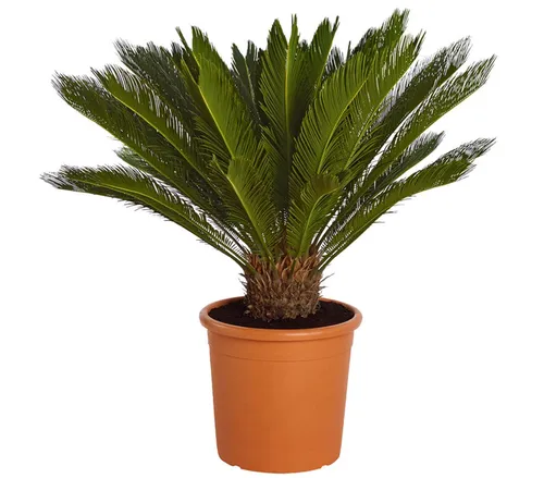 Dehner Sagopalmfarn - Cycas revoluta, 35-40 cm - Baumsamen & -pflanzen, palmenartige Urpflanze für helle bis halbschattige Standorte, langlebig und pflegeleicht, ideal für Ihr Zuhause.