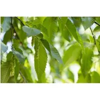 Carpinus betulus 15-30 cm in grün von Pflanzen für Dich