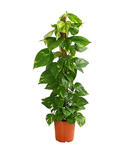 Produktbild Dehner Efeutute