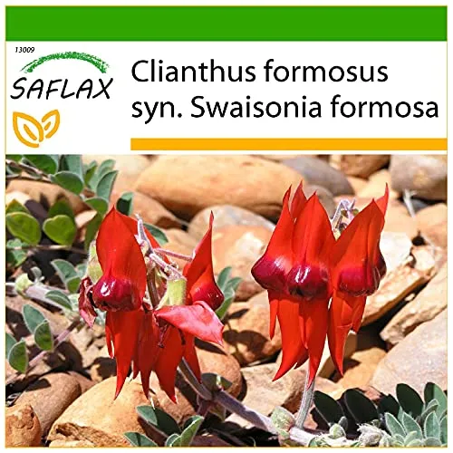 SAFLAX - Papageischnabel/Teufelskopf - 20 Samen - Mit keimfreiem Anzuchtsubstrat - Clianthus formosus