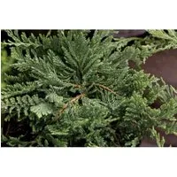 Juniperus Horizontalis Blue Chip Kriech-Wacholder Blaugrün 20–25 cm
