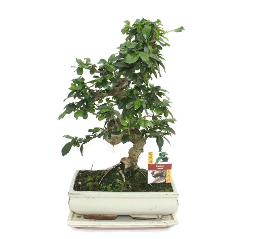 Exotenherz Bonsai Fukientee - Carmona microphylla, ca. 10 Jahre - Zimmerpflanze mit knorrigem Wuchs und ganzjährig blühenden, sternförmigen Blüten. Ein einzigartiger Bonsai, ideal für helle Fensterplätze und pflegeleicht.