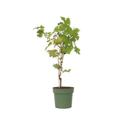 Plant in a Box - Vitis vinifera 'Himrod' Traubenpflanze - kälteresistent und pflegeleicht - Obstsamen & -pflanzen: Himrod Traubenpflanze überzeugt mit süßen, saftigen Trauben, früher Reife und Widerstandsfähigkeit gegen Krankheiten. Ideal für Hausgärtner!