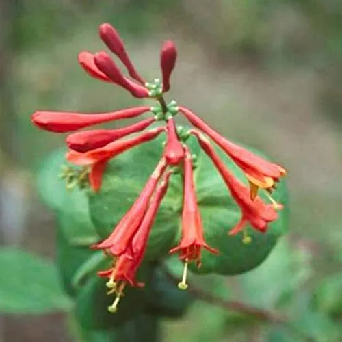 Lonicera Brownii 'Dropmore Scarlet' in orange von Arborix