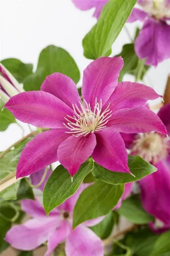 Clematis Hybrid Comtesse De Bouchaud - Elegante Kletterpflanze mit rosa Blüten - Die Clematis Hybrid Comtesse de Bouchaud ist eine elegante Kletterpflanze, die mit ihren zarten, großblumigen rosa Blüten jeden Garten verschönert. Ideal für Rankgerüste und Kübel, blüht sie von Juni bis September.