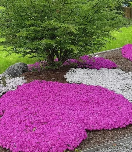 BALDUR Garten 6x Teppichphlox 'Emerald Pink', Pflanzen im 9x9 cm-Topf, winterharter Bodendecker, Phlox subulata, Polsterphlox, Polsterstauden, Moosphlox, Phlox subulata, winterhart, bienenfreundlich