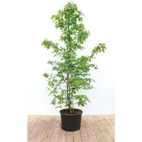 Liquidambar Styraciflua Amberbaum 175–200 cm - Amerikanischer Amberbaum: Ein eindrucksvoller Zierbaum mit spektakulärer Herbstfärbung in Rot, Purpur und Gold. Ideal für Gärten, robust und pflegeleicht.