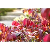 Euonymus Alatus Chicago Fire – Flügel-Spindelstrauch 40–50 cm