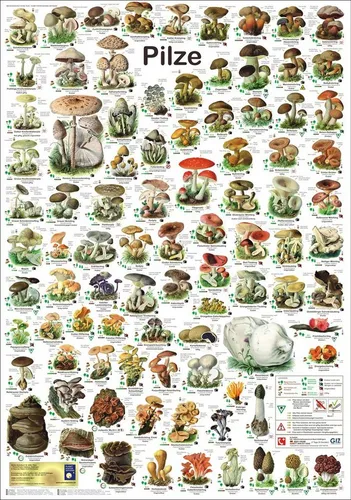Close Up Poster Pilze Poster deutsch DIN A1 von Close Up