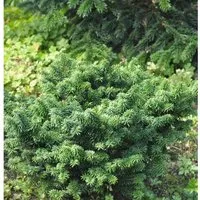 Zwerg Balsam Tanne 15-20cm - Abies balsamea