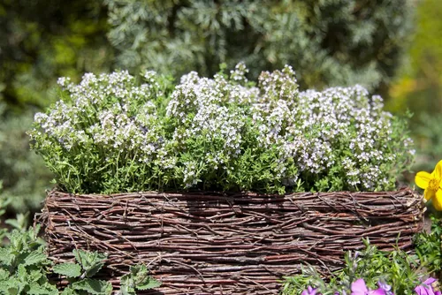 Pflanzen für Dich Staude Thymus vulgaris, 1 St., Thymian, Gartenthymian, Echter Thymian