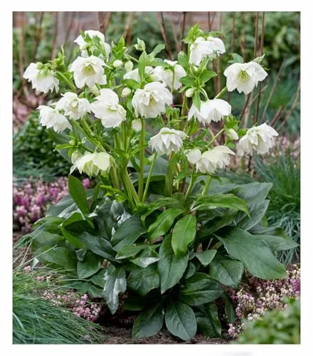 BALDUR-Garten Gefüllte Christrose 'ViV® Amalia',1 Pflanze