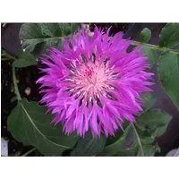 Centaurea hypoleuca 'John Coutts' – Rosa Flockenblume im Topf - Die Centaurea hypoleuca 'John Coutts' ist eine elegante Gartenstaude mit feinen rosa Blüten. Sie ist ideal für sonnige Standorte und harmoniert perfekt mit anderen Pflanzen. Ideal für Beete, Steingärten oder als Kübelpflanze.