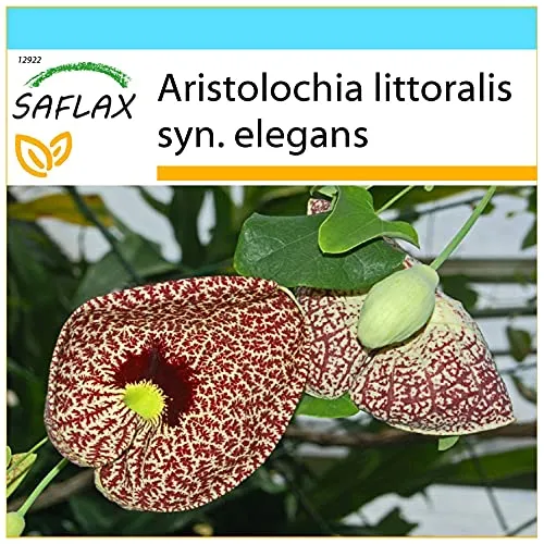 SAFLAX - Geschenk Set - Gespensterpflanze - 80 Samen - Mit Geschenk- / Versandbox, Versandaufkleber, Geschenkkarte und Anzuchtsubstrat - Aristolochia littoralis