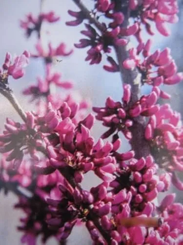 Hängender Judasbaum Covey von Baumschule