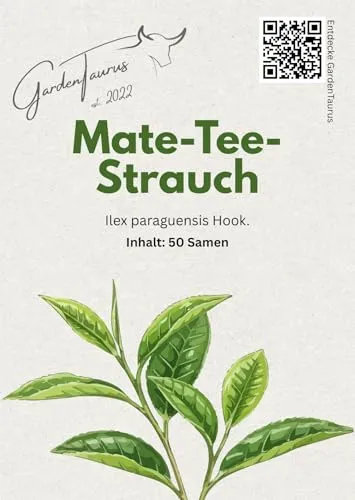 Mate-Tee Strauch Pflanze (Ilex paraguariensis) – 50 Samen