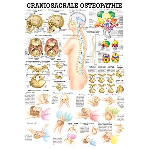 Craniosacrale Osteopathie Lehrtafel Anatomie 100x70 cm medizinische Lehrmittel