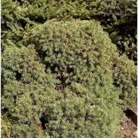 Produktbild Igel Fichte 30-40cm - Picea abies