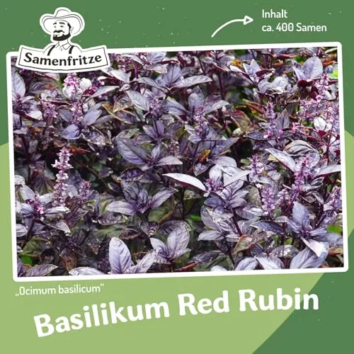 Basilikum Red Rubin (Ocimum basilicum) – ca. 400 Samen | Dunkelviolettes Basilikum mit aromatischen Blättern | Mediterrane Gewürzpflanze für Garten & Balkon | Samenfritze