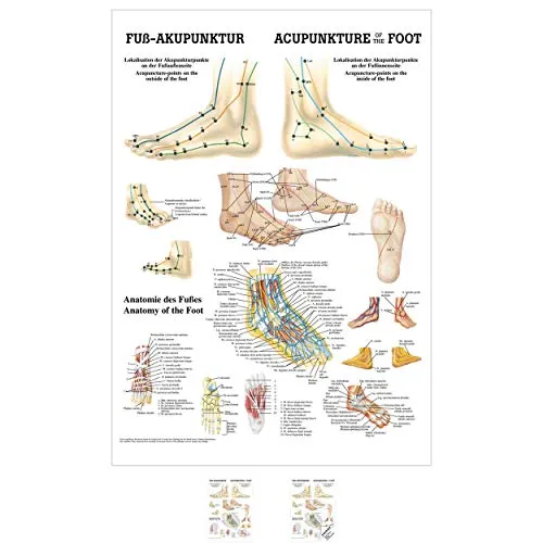 Sport-Tec Fuß-Akupunktur Mini-Poster Anatomie 34x24 cm medizinische Lehrmittel