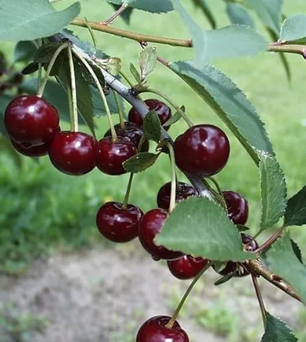 Safir®, Sauerkirsche, Buschbaum (kleinbleibend), 120-140cm, im Topf