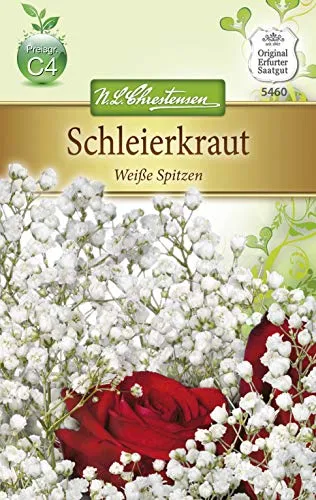 Chrestensen Schleierkraut 'Weiße Spitzen'