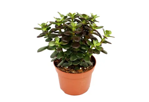 Exotenherz Kaktus Crassula portulacea minor von Exotenherz