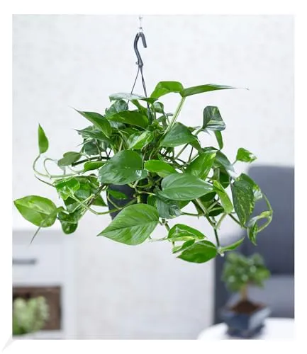 BALDUR Garten 1x Hängepflanze Efeutute, Pflanze im 15 cm-Hängetopf, Luftreinigende Zimmerpflanze, unterstützt das Raumklima, Grünpflanze, mehrjährig - frostfrei halten, Epipremnum pinnatum aureum