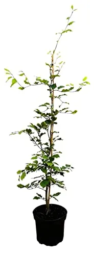 Fagus sylvatica 60–80 cm – Winterhart, Mehrjährig, Pflegeleicht – Rotbuche – Heckenpflanze für Garten & Sichtschutz