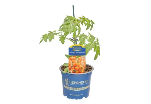 Pflanzen für Dich Gemüsepflanze Nektar-Cherrytomate Nimo® Orange veredelt F1 12cm Topf 4er Set