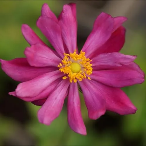 Anemone Japonica-Hybr. 'Pamina' – Herbstanemone im 0,5 Liter Topf