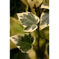 Produktbild Hedera Algeriensis Gloire De Marengo Efeu Grün-Weiß 40–60 cm