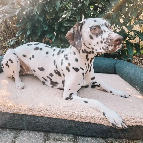 Hundebetten Beige von Kettler Polen