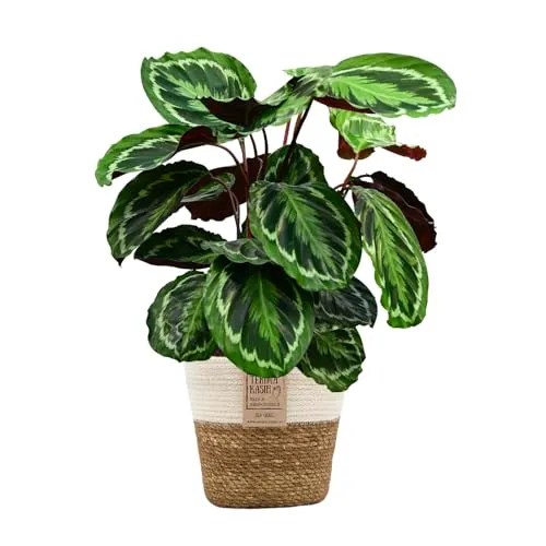 Green Me Up Set Calathea Medallion No. 19 im 19 cm Topf, Zimmerpflanze 70 bis 80 cm mit gemusterten Blättern, Seegraskorb Natur mit weißem Rand 21 cm, Dekoset für Wohnzimmer und Büro, Tierfreundlich
