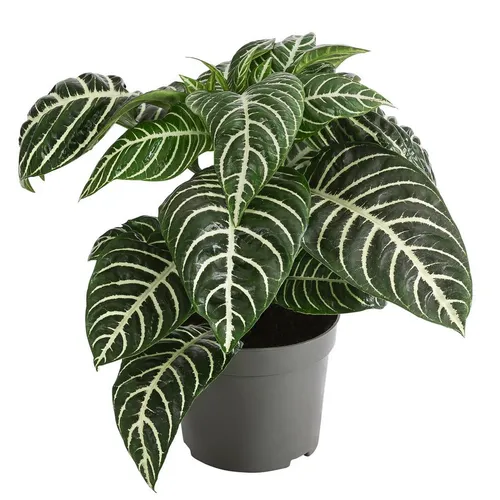 Dehner Zimmerpflanze Glanzkölbchen, Aphelandra squarrosa, tropische Pflanze mit grün-weißen Blättern