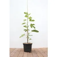 Pflanzen für Dich Feige Ficus carica - Obstpflanze mit essbaren Früchten, pflegeleicht und ideal für sonnige Gärten. Genießen Sie die süßen Feigen und verschönern Sie Ihren Garten.