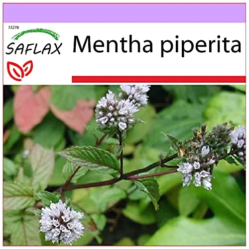 SAFLAX - Heilpflanzen - Pfefferminze - 300 Samen - Mentha piperita