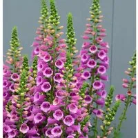 Fingerhut Gloxini - Digitalis purpurea