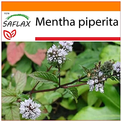 SAFLAX - Garden in the Bag - Heilpflanzen - Pfefferminze - 300 Samen - Mit Anzuchtsubstrat im praktischen, selbst aufstellenden Beutel - Mentha piperita