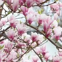 Produktbild Magnolie Magnolia soulangeana 40 bis 60 cm im Container Reichblühend