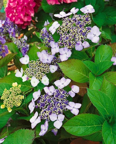 Pflanzen für Dich Hydrangea macrophylla Mariesii Perfecta