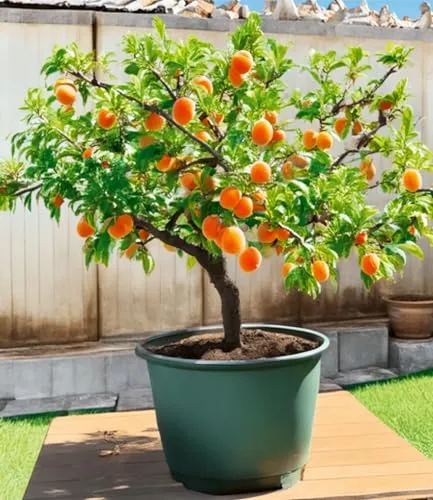 BALDUR-Garten Mini-Aprikosenbaum 'Orange Beauty' von BALDUR-Garten