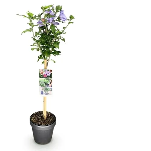 GreenboutiQ