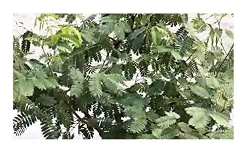 Stk - 10x Acacia burkei Black Monkey Thorn Baum Garten Pflanzen-Samen ID203 - Seeds & Plants Shop by Ipsa