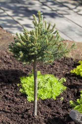 Pinus mugo Mini Mops - Kompakte Bergkiefer für Ihren Garten - Ziergehölze: Die immergrüne Pinus mugo 'Mini Mops' ist pflegeleicht, erreicht nur 50 cm Höhe und ist ideal für Steingärten und Kübelpflanzungen.