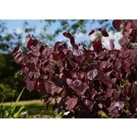 Cercis Canadensis Merlot Judasbaum Dunkelrot 60–80 cm - Hausbaum mit tiefroten Blättern und rosafarbenen Blüten, pflegeleicht und bienenfreundlich, ideal für Einzelstellung oder gemischte Rabatten.