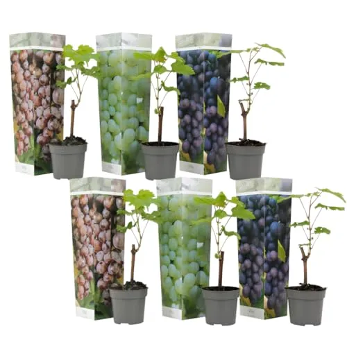 Plant in a Box - Traubenpflanzen 6er-Mix - Vitis Vinifera - Garten-Zubehör mit einem 6er-Mix aus köstlichen Weintraubenpflanzen, ideal für mediterrane Atmosphäre und eigenes Anbauen im Garten oder Topf.