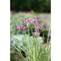 Allium Carinatum Ssp.pulchellum Hübscher Lauch Ca. 9x9 cm Topf