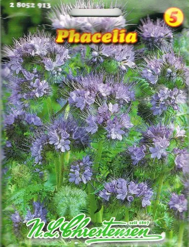 Phacelia Bienenweide ,Gründüngung