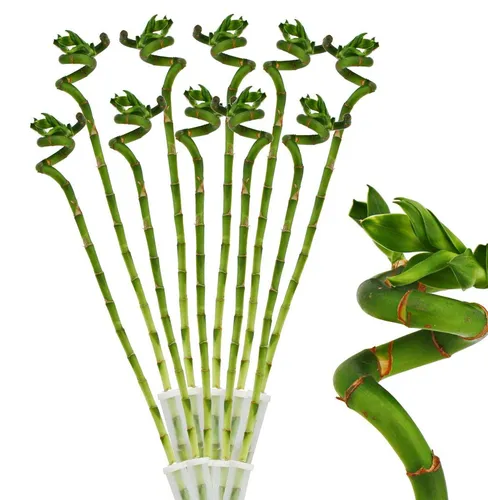 Exotenherz Glücksbambus 'Lucky Bamboo' 10er Set - Zimmerpflanzen - Pflegeleichte, spiralförmige Glücksbambus-Stiele (ca. 40cm) ideal für Dekoration und Geschenke zu besonderen Anlässen.